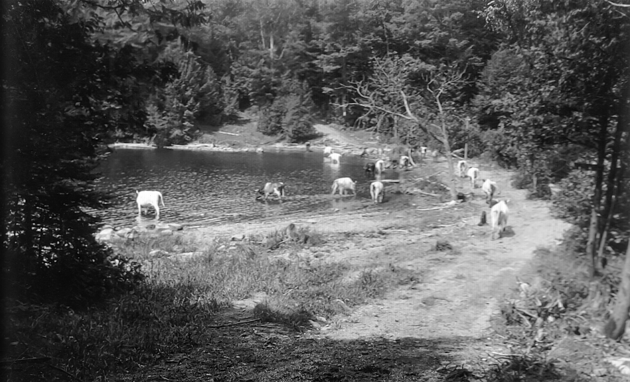 Echo Bay cows